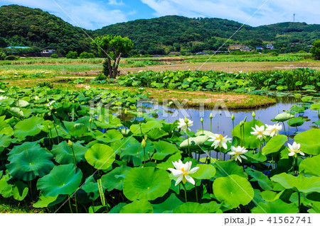唐比ハス園　ハスの花　【長崎県諫早市】 41562741