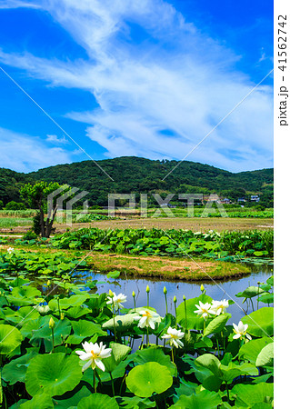 唐比ハス園 ハスの花 【長崎県諫早市】 唐比ハス園 ハスの花 【長崎県諫早市】 41562742