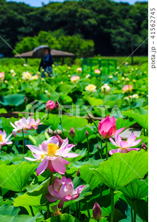 唐比ハス園 ハスの花 長崎県諫早市 の写真素材