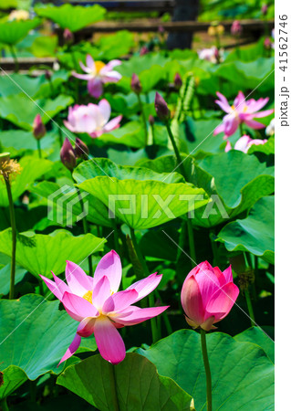 唐比ハス園　ハスの花　【長崎県諫早市】 41562746