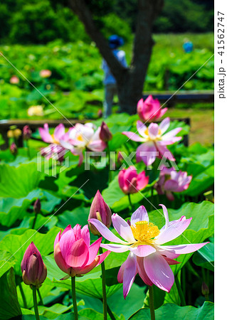 唐比ハス園 ハスの花 長崎県諫早市 の写真素材