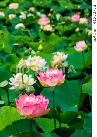 唐比ハス園 ハスの花 長崎県諫早市 の写真素材