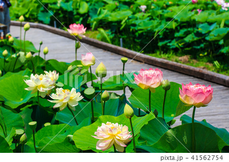 唐比ハス園 ハスの花 長崎県諫早市 の写真素材