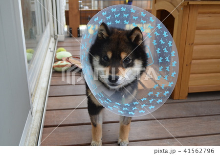 手術を終えた柴犬 手術を終えた柴犬 41562796