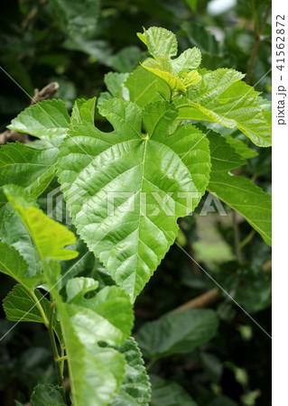 桑葉 桑葉 41562872