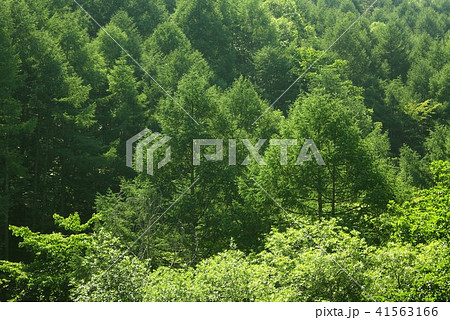 深緑の八ヶ岳山麓、山梨県北杜市長坂の緑眩しい針葉樹の山林 41563166