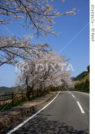 桜並木 桜並木 41563416