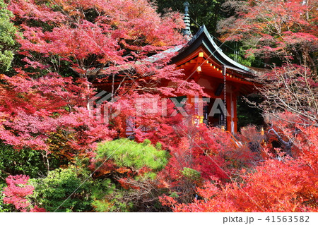 京都 秋の毘沙門堂 京都 秋の毘沙門堂 41563582
