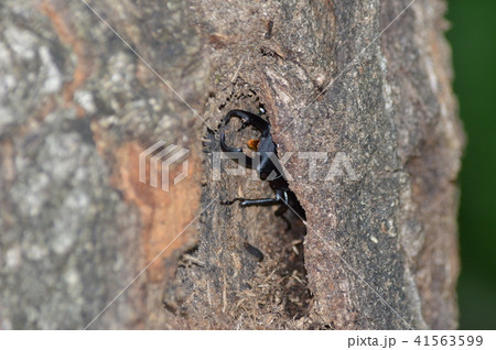 樹の穴から顔を出すコクワガタ 41563599
