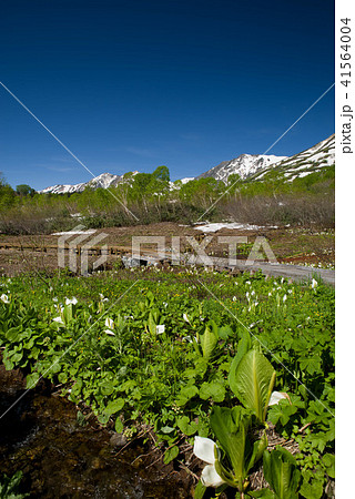栂池自然園の水芭蕉 41564004