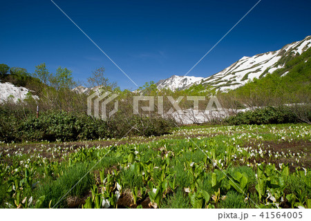 栂池自然園の水芭蕉 栂池自然園の水芭蕉 41564005