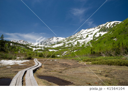 新緑の栂池自然園 新緑の栂池自然園 41564104