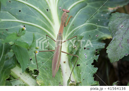 カマキリ 蟷螂 台湾 41564136