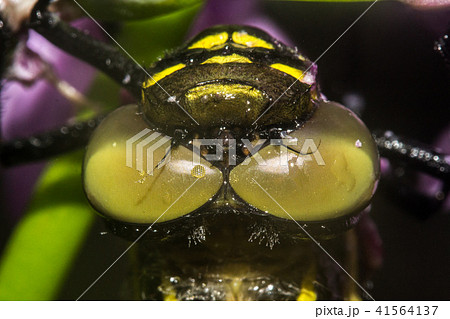 トンボ とんぼ ドラゴンフライ 41564137