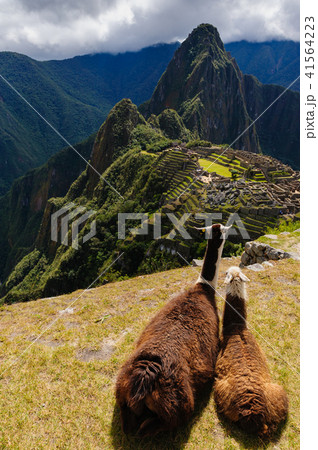 リャマとマチュピチュ遺跡 41564223