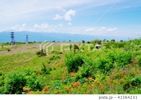 高ボッチ高原　レンゲツツジ 41564231