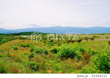 高ボッチ高原　レンゲツツジ 41564232
