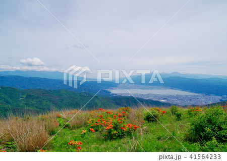 高ボッチ高原　レンゲツツジ 41564233