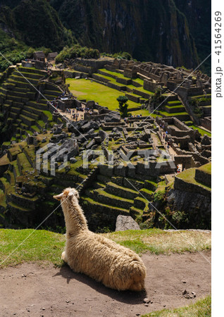 リャマとマチュピチュ遺跡 リャマとマチュピチュ遺跡 41564269