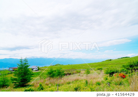高ボッチ高原 レンゲツツジ 高ボッチ高原 レンゲツツジ 41564429