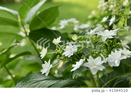 スミダノハナビ スミダノハナビ 41564510