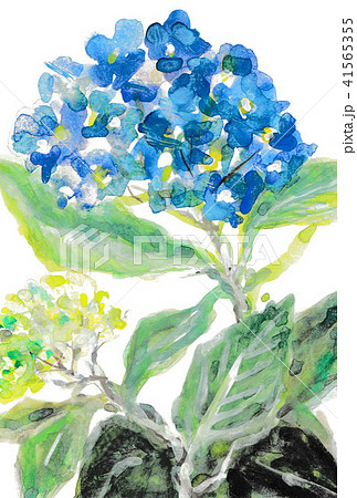 あじさい(青) あじさい(青) 41565355