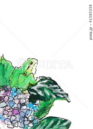 アジサイとカエル 41565356