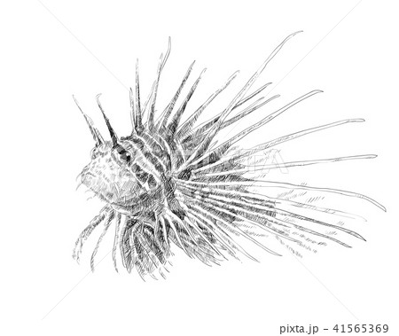 Drawing of lionfish on white background 41565369
