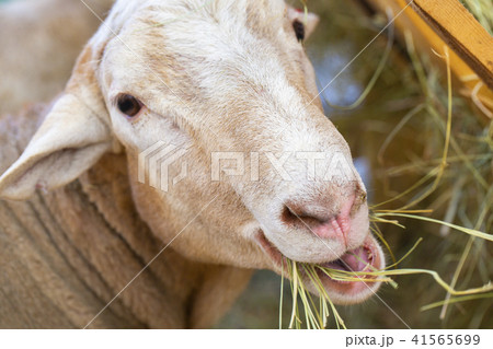 White goat in the farm, happy life, Goat is eating grass, 41565699