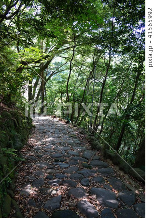 5月の箱根町の旧街道石畳 41565992