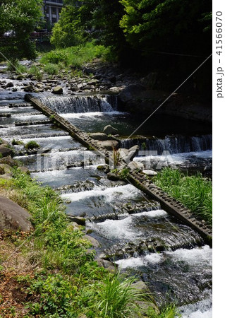 5月の箱根町の須雲川 41566070
