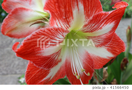 アマリリス 41566450