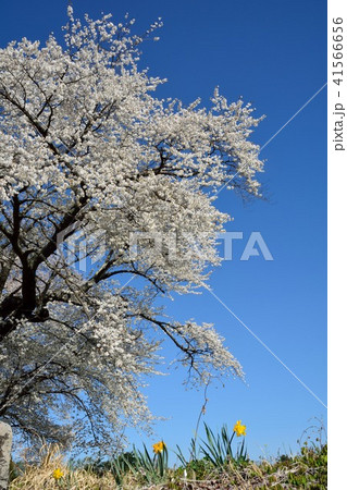 青空の下、野の花と桜 青空の下、野の花と桜 41566656