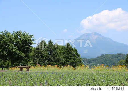 とっとり花回廊と大山 41566811