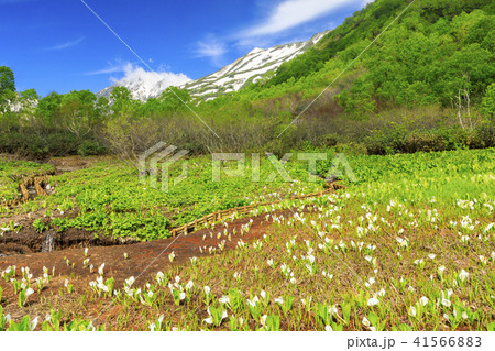 栂池自然園 41566883