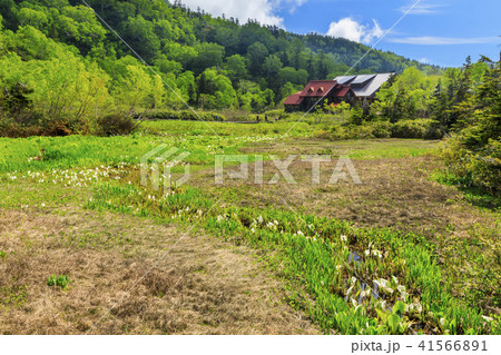 栂池自然園 41566891