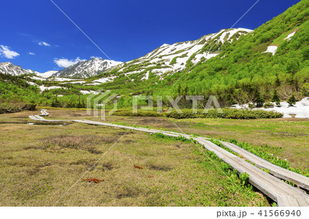 栂池自然園 41566940