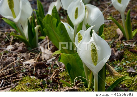 林の中の水芭蕉の花 41566993