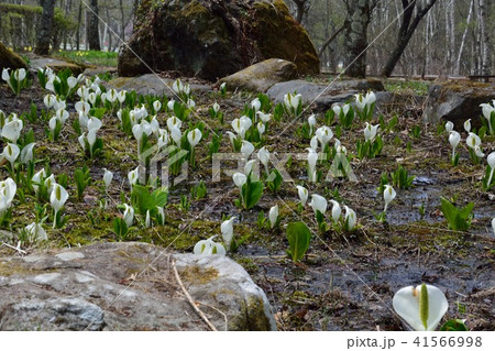 林の中の水芭蕉の花 41566998