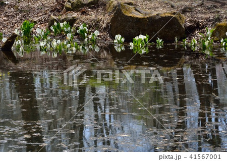 林の中の水芭蕉の花 41567001
