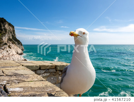 Seagull on the Cliff - Liguria Italy Seagull on the Cliff - Liguria Italy 41567210