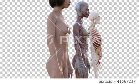 Female dissection muscle 3DCG illustration material 41567237