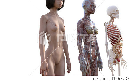 女性 解剖 筋肉 3DCG イラスト素材 女性 解剖 筋肉 3DCG イラスト素材 41567238