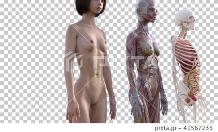 女性 解剖 筋肉 3DCG イラスト素材 女性 解剖 筋肉 3DCG イラスト素材 41567238