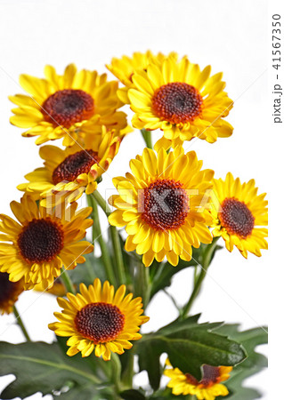 スプレーマム スプレーマム 41567350