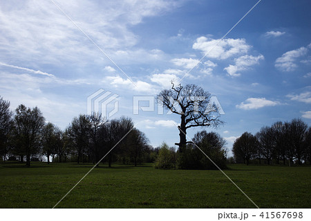英国の公園ダンソンパーク 41567698