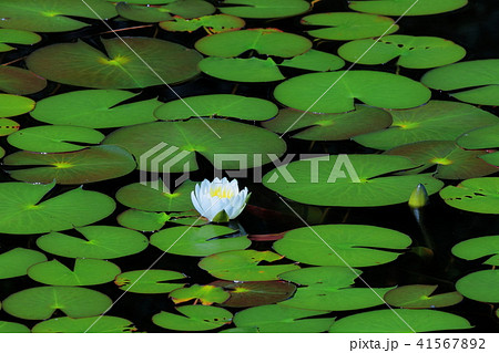 初夏のヒツジグサ 41567892