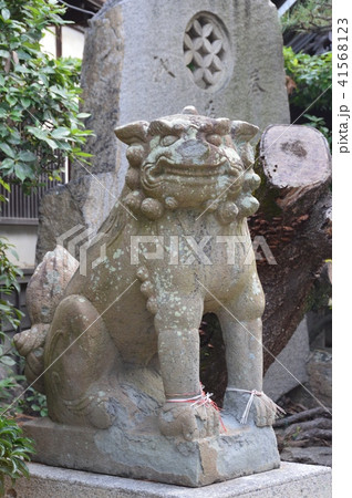 狛犬(岸城神社/大阪府岸和田市岸城町11-30) 狛犬(岸城神社/大阪府岸和田市岸城町11-30) 41568123