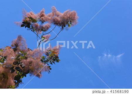 スモークツリー 41568190