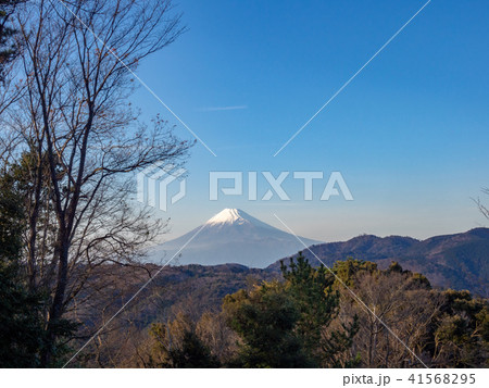 【伊豆】冬の富士山風景【修善寺もみじ林】 【伊豆】冬の富士山風景【修善寺もみじ林】 41568295